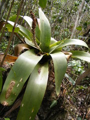 Wittmackia polycephala