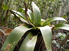 Wittmackia polycephala