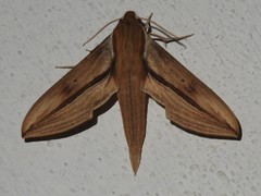 Xylophanes turbata