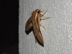 Xylophanes turbata