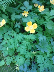 Papaver cambricum