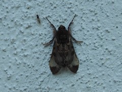 Euscirrhopterus poeyi