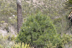 Pinus pinceana