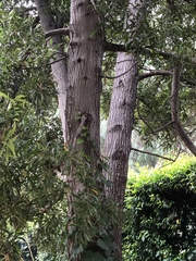 Acacia
