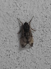 Euscirrhopterus poeyi