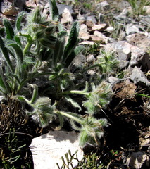 Craniospermum tuvinicum