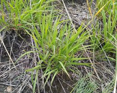 Cleistogenes squarrosa