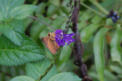 Eagris sabadius