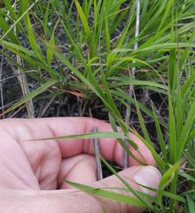 Cleistogenes squarrosa