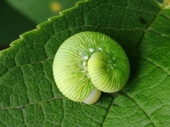 Cimbicinae