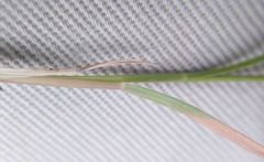 Cleistogenes squarrosa