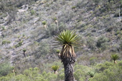 Yucca carnerosana