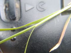 Cleistogenes squarrosa