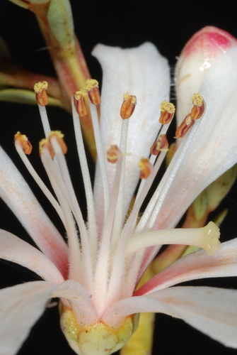 Bejaria racemosa