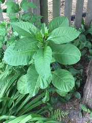 Phytolacca americana