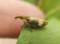 Lixus cylindrus