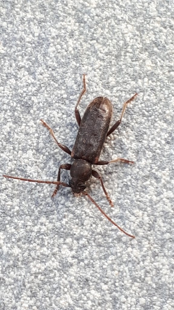 velvet longhorned beetle from 20056 Trezzo sull'Adda MI, Italia on June ...