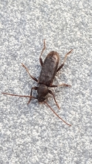 Trichoferus campestris