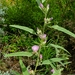 Sphaeralcea angustifolia - Photo (c) daled79, alguns direitos reservados (CC BY-NC)