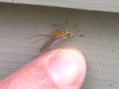 Ephemerella subvaria