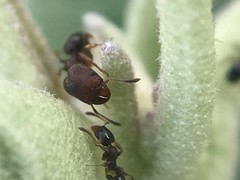 Pheidole metallescens