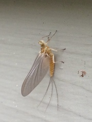 Ephemerella subvaria