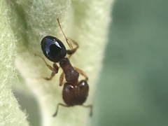Pheidole metallescens