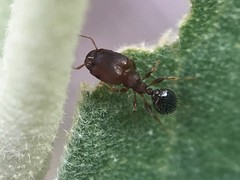 Pheidole metallescens