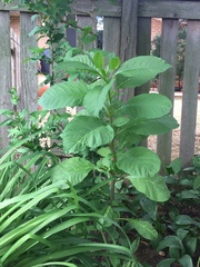 Phytolacca americana