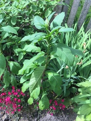 Phytolacca americana