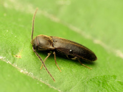 Eucnemidae