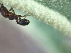 Pheidole metallescens