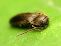 Eucnemidae