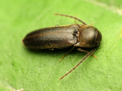 Eucnemidae