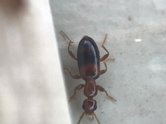 Omonadus floralis