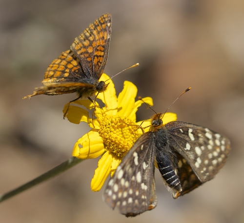 Northern Checkerspot photo 4