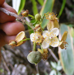 Casearia thamnia