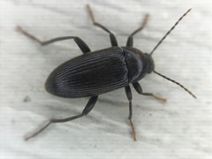 Lobopoda socia