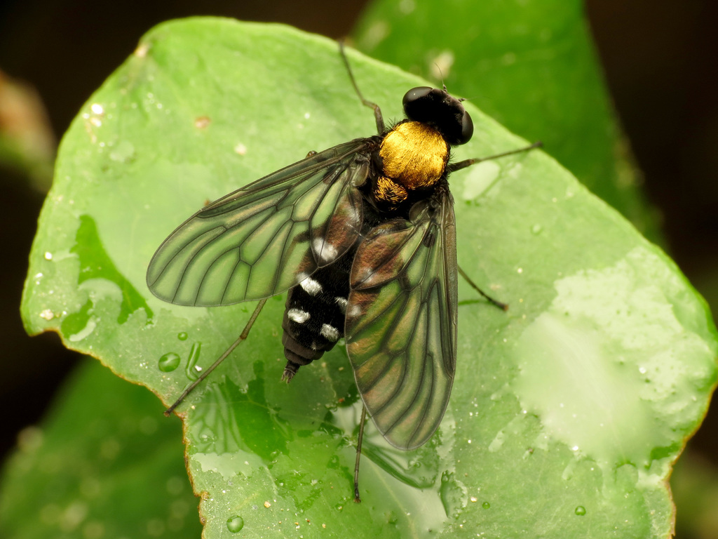 Golden-backed Snipe Fly