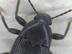 Lobopoda socia