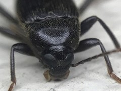 Lobopoda socia
