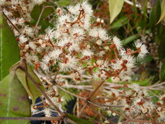 Calyptranthes chytraculia