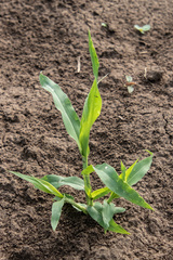 Panicum miliaceum ruderale