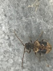Ptinus texanus