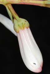 Bejaria racemosa