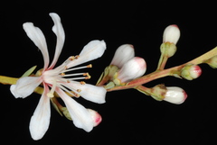 Bejaria racemosa