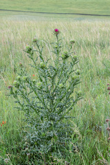 Carduus nutans leiophyllus