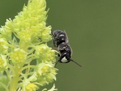 Hylaeus signatus