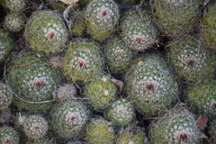 Mammillaria beneckei