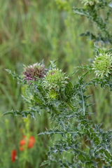 Carduus nutans leiophyllus